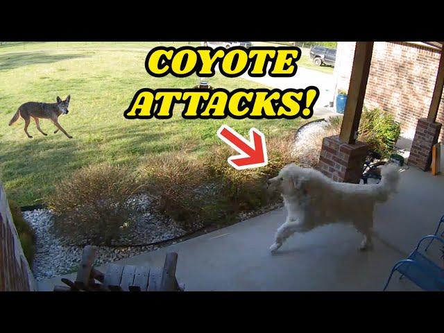 GIANT GUARD DOG CHASES COYOTE AWAY AFTER ATTACK CAUGHT ON GOOGLE NEST CAM