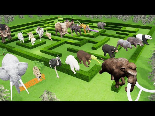 Maze Madness Race 23 Wild Animals, which is the fastest animal?