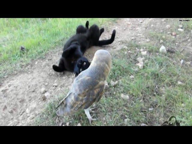 What a hoot! Cat and owl are best buds