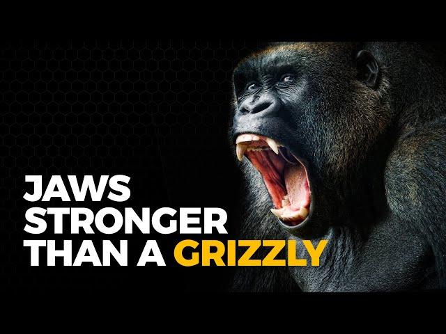 The Insane Biology of: The Gorilla