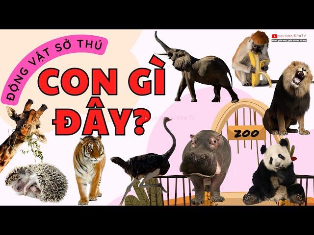 CON GÌ ĐÂY, NHẬN BIẾT CON VẬT TRONG VƯỜN THÚ CON HỔ, VOI, GẤU, CON KHỈ, HÀ MÃ, HƯƠU CAO CỔ | SỨA TV