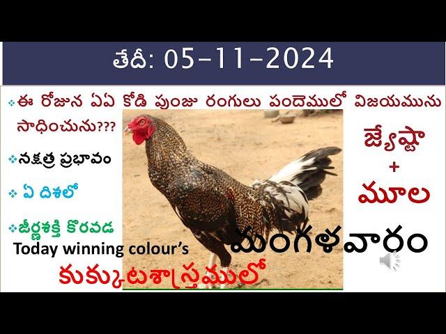 05 Nov 2024 Today winning colours /Today winning colours/vision of kukkuta sastram in colours update