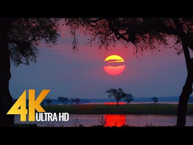 4K Wild Animals - Africa, Mana Pools National Park with Nature Sounds - 4 HRS