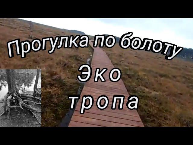 Сестрорецкое болото. Прогулка по экотропе.