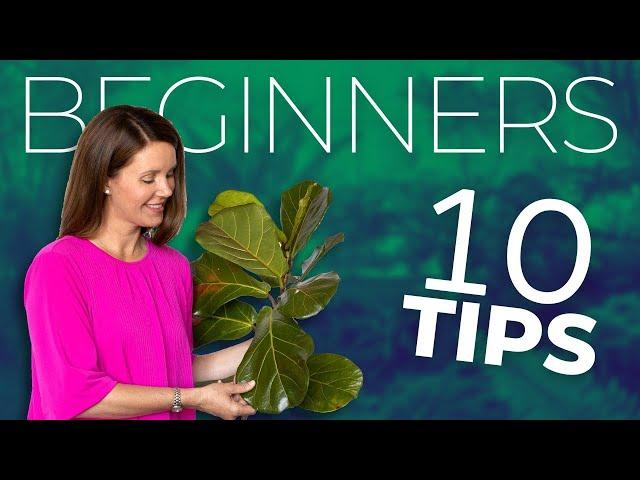 The Beginner's Guide to Keep a Fiddle Leaf Fig GREEN and GORGEOUS