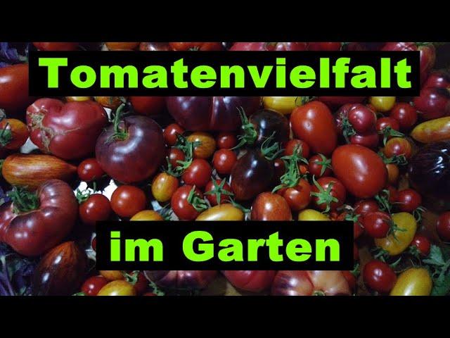 Zuviele Tomaten vorgezogen - die müssen irgendwo hin