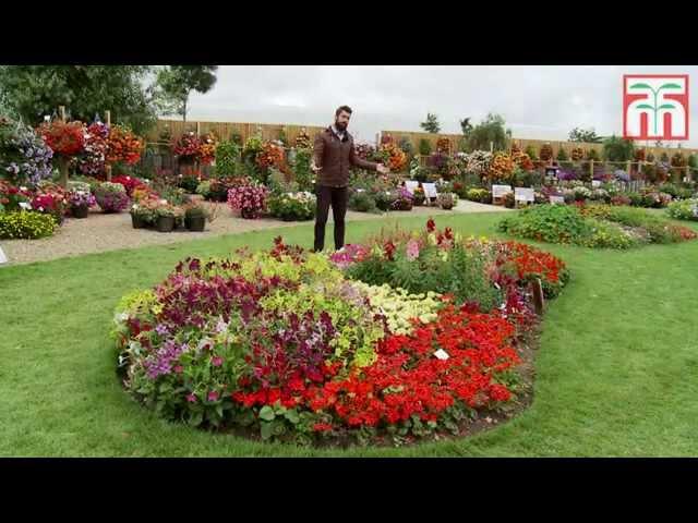 Brighten your garden with some Annual Bedding plants