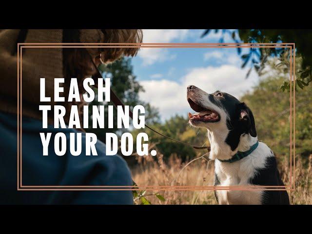 Master Leash Training: How To Train A Dog That Won't Walk