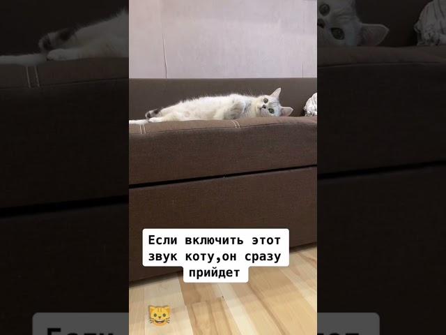 Если включить этот звук коту, он сразу придёт