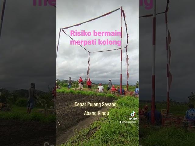 Semua Sudah Resiko Bermain Merpati Kolong #merpatikolong #merpatikolongmeja #lombamerpati #merpati