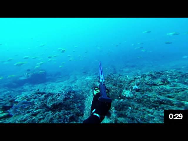 Spearfishing Gold Coast - Parrotfish