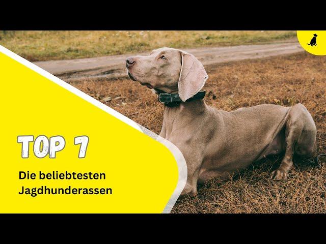 7 der beliebtesten Jagdhunderassen ⎮DieHundezeitung