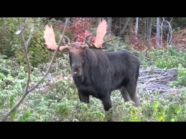 Moose Calling 2015