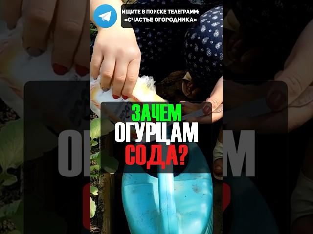 Действенное Применение Соды Для Огурцов #огород #дача #огурцы