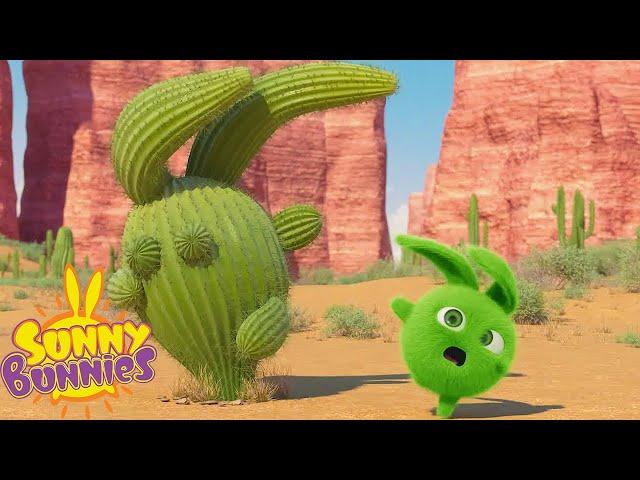 Hopper's Cactus Friend - Sunny Bunnies | Cartoons For Kids