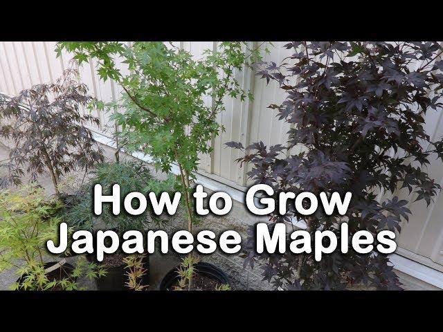 All About Japanese Maples - Weeping and Upright Varieties, Heights, Leaf Color Information