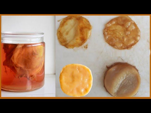 A SCOBY didn't Grow in my homemade KOMBUCHA