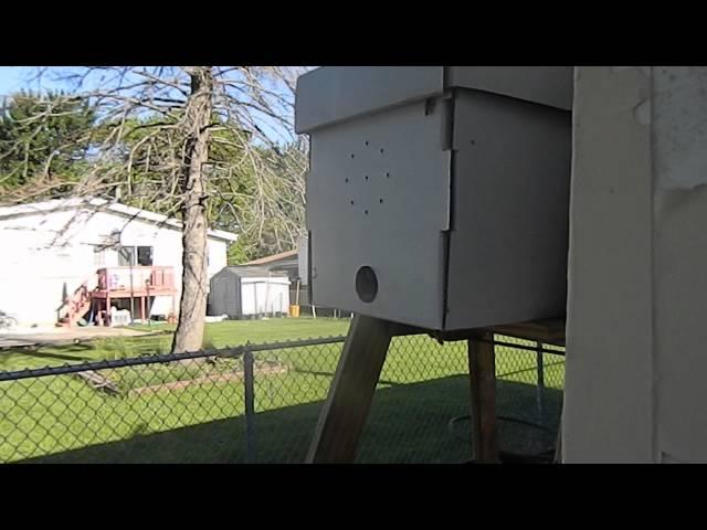 Beekeeping 2016 Swarm box with scout bee's?