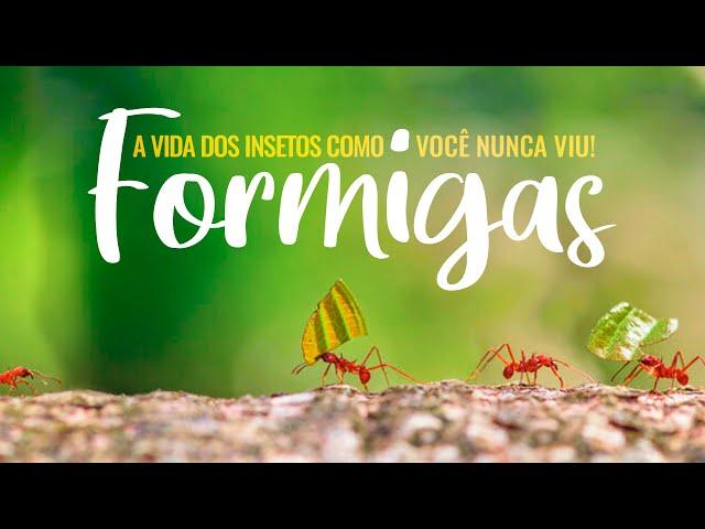 A VIDA DOS INSETOS COMO VOCÊ NUNCA VIU: FORMIGAS!