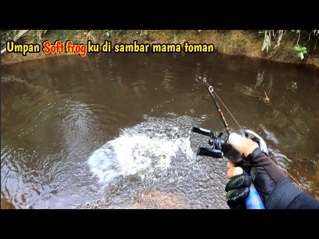 DI LUAR Prediksi BMKG UMPAN SOFT FROG DI SAMBAR TOMAN || Mancing Toman Kalimantan