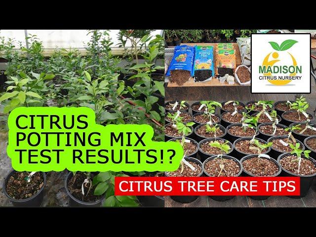 Citrus Potting Mix RESULTS! - 5-1-1, Big Box Mix, Madison Citrus Mix - Which is best after 8 months?