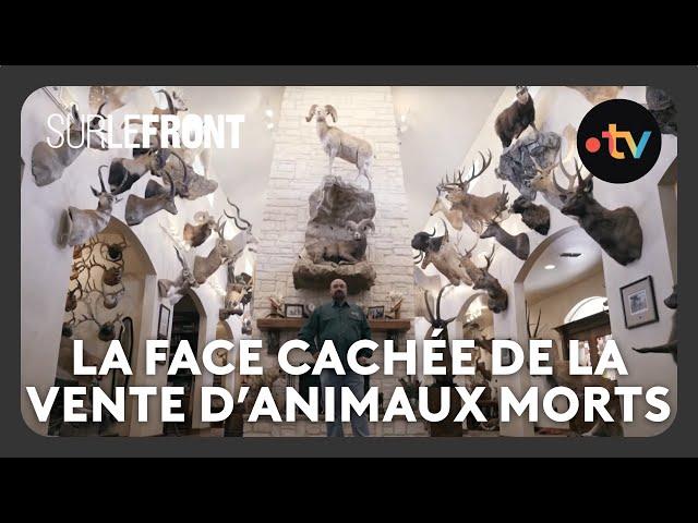 L'incroyable vente aux enchères d'animaux morts ! - Sur le front avec Hugo Clément