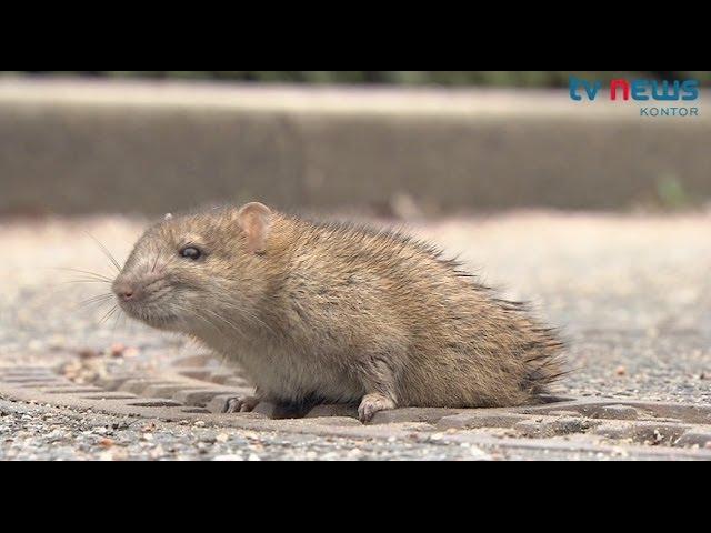 Tierrettung in Niendorf: Ratte steckt im Gullydeckel