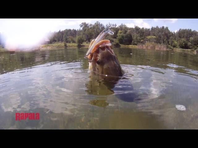 How to fish Top Water with Rapala Waking Minnow | Rapala Fishing Tips