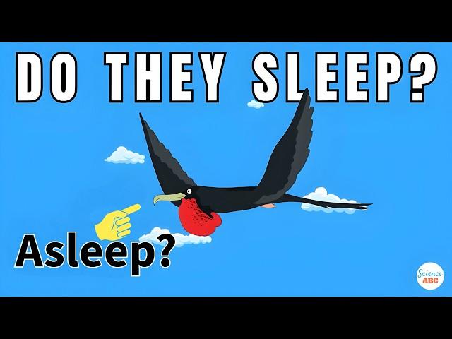 How Do Birds Sleep During Migration?