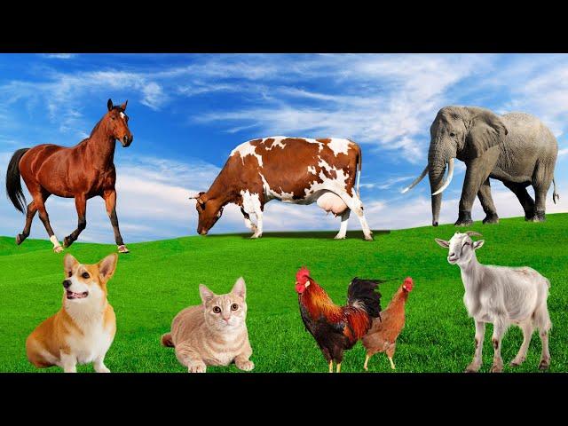 Beautiful Animal Moments - Horse, Cow, Elephant, Goat, Cat, Dog, Chicken - Animal Sounds