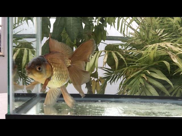 971 blue and bronze oranda