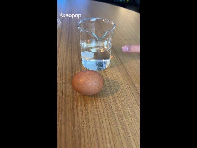 The bouncing egg!