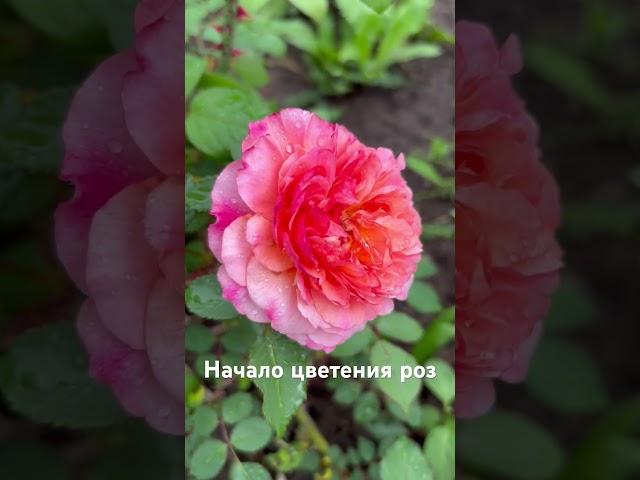Начало цветения роз #розы #roses #klumba7