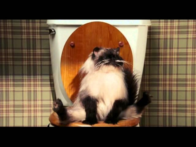 Date Movie - Kitty Takes a Dump