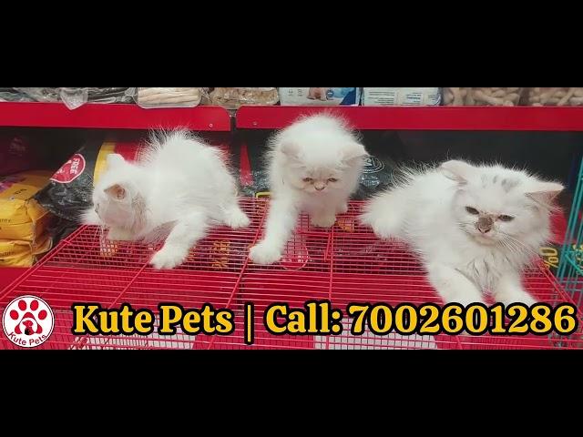 Kitty Cat | Persian Kitten available for sale | Kute Pets | Guwahati Pets | Cat Lovers | 7002601286