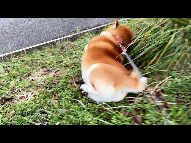 Magnitude 7.6 earthquake. Shibe clings to the ground, trembling as it desperately tries to survive.