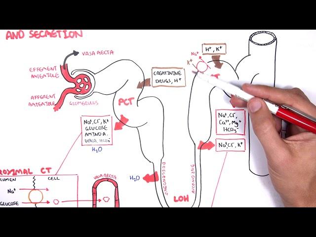 Nephrology - Physiology Reabsorption and Secretion