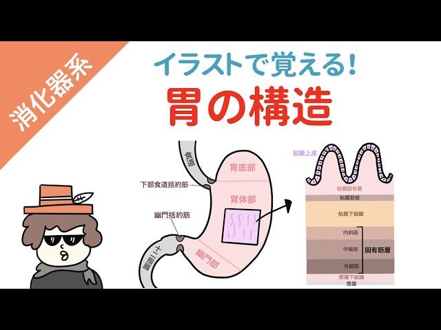 【イラスト解剖学】胃の構造