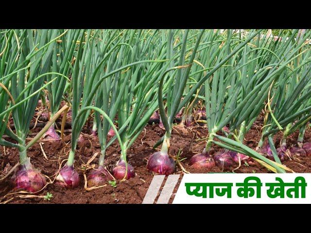 Pyaj ki kheti A 2 Z information | onion farming | high profitable Business onion farming |Earn money