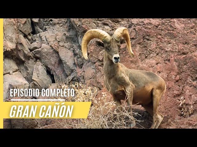 Impresionantes escenas de caza y asombrosas panorámicas en el Parque Nacional del Gran Cañón