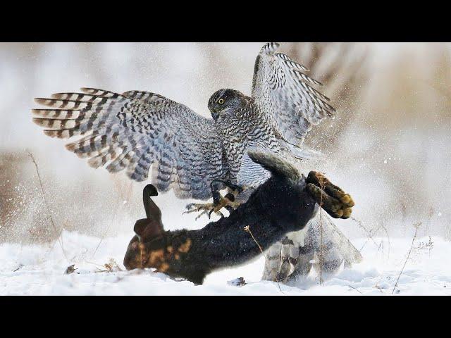 Goshawk - Forest Fighter, attacking DUCKS and HARES! The largest HAWK!