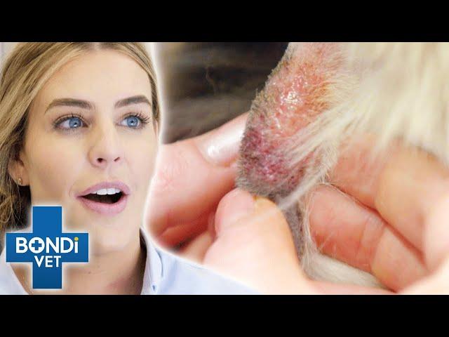 Will Vet Pop Cyst On Dog's Neck? | Bondi Vet