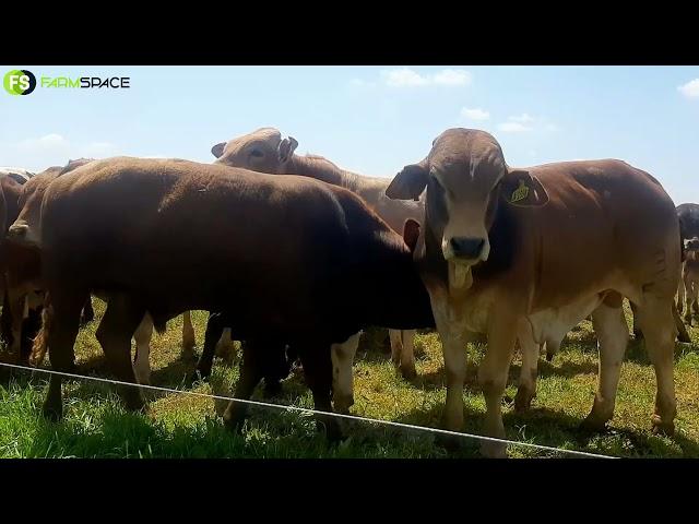 FarmSpace Strip Grazing Day - 26th October 2021