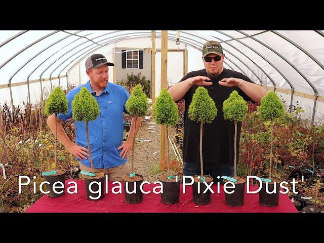 Picea glauca 'Pixie Dust' Dwarf White Spruce - THE CONIFER COLLECTOR