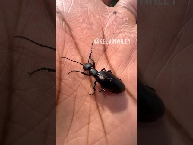 Handling an Oil Beetle!