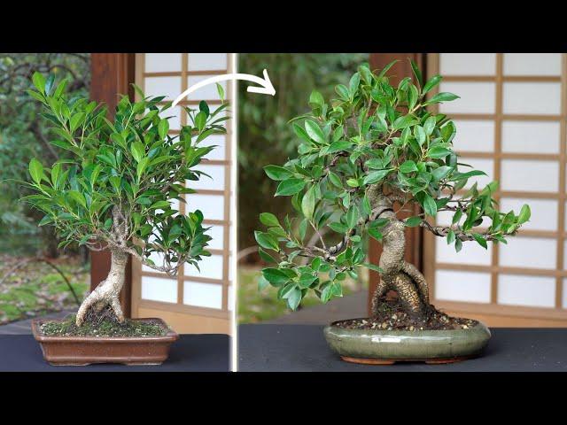 Ficus Bonsai maintenance