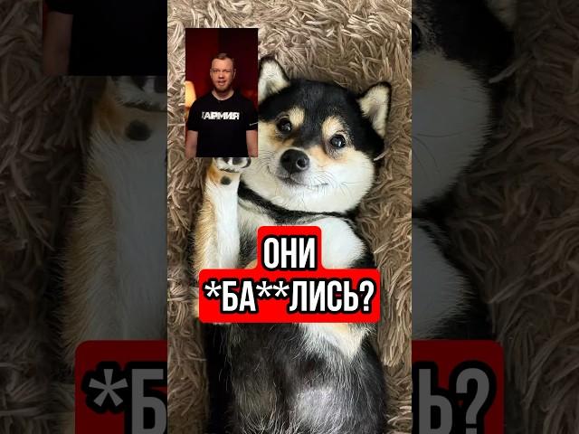 Собака шортсер #блогер #юмор #тренды