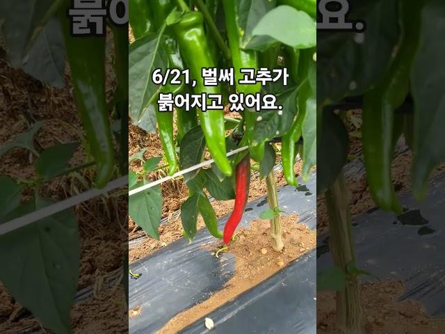 (에듀파머) 벌써 고추가  붉어지고 있어요.