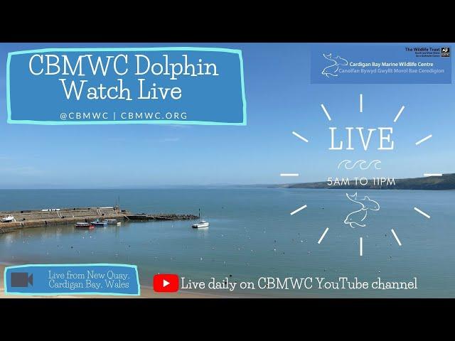 CBMWC Dolphin Watch Live: 2023-04-22