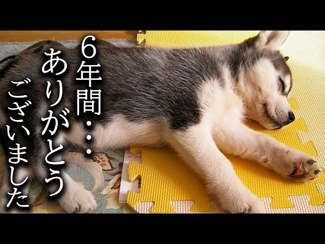 6年間一緒の布団で寝て子猫を育てた結果こうなりました...